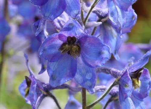 200 Samen Acker-Rittersporn Consolida regalis Rittersporn Wildform Wildblume Naturgarten
