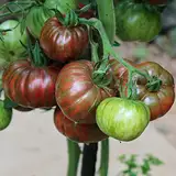 Chocolate Stripes Bio-Tomatensamen für ca. 10 Pflanzen - seltene Fruchtfarbe, bis zu 200g