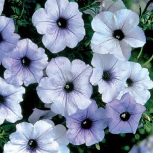 Petunia semi tidal wave silver 25 the seed flower pellets