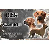 hier wache ich hund Rhodesian Ridgeback 29/18 cm