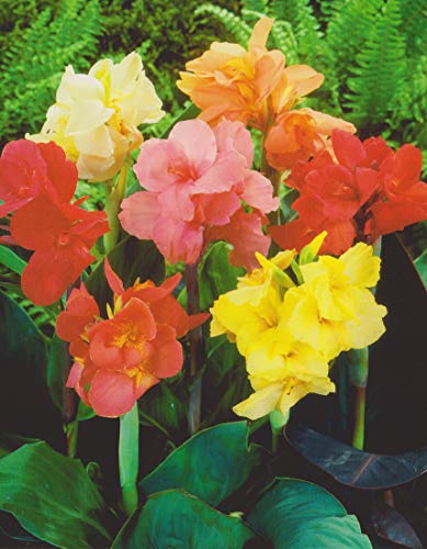 Canna gemischt Blumenrohr Rhizom Blumenzwiebeln (5 Canna (Rhizom))