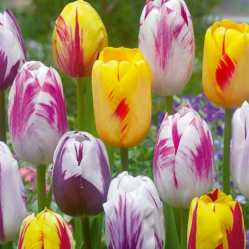 Bloomique - 20 Stück - Tulpenzwiebeln - Rembrandt Mischung - Frühblüher - Blumenzwiebeln - Mëhrjarig - Winterhart - Wächst zu 40-50 cm