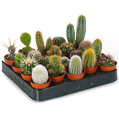 10 X VERSCHIEDENE KAKTEEN ARTEN IN 5.5 CM TÖPFEN