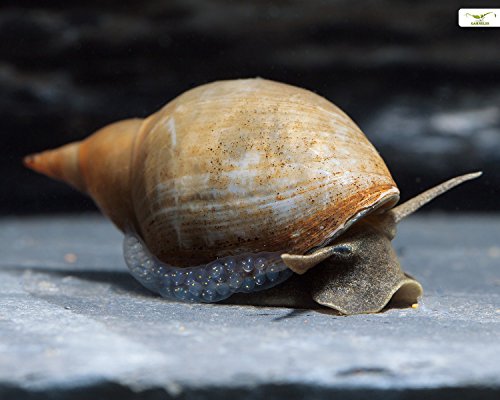 Teich Spitzschlammschnecken - Lymnaea stagnalis I 5er Aufräum- und Putztrupp I wird recht groß I Gesundheitspolizei des Gartenteichs