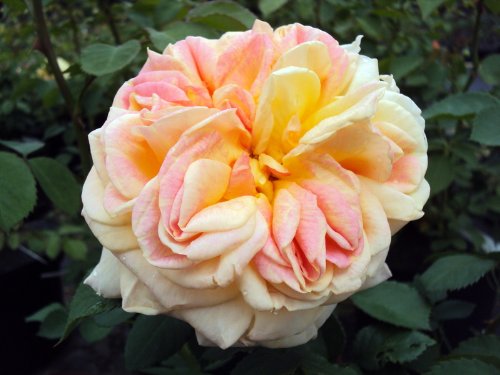Ramblerrose Alchymist ® Containerrosen im großen 7,5 Liter Topf