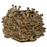 Hawlik Pilzbrut - 3 KG BIO Shiitake Kultur zum selber züchten XXL – kinderleicht Shiitake Pilze anbauen und ernten – komplettes Pilzzuchtset – fertige Pilzkultur für zuhause