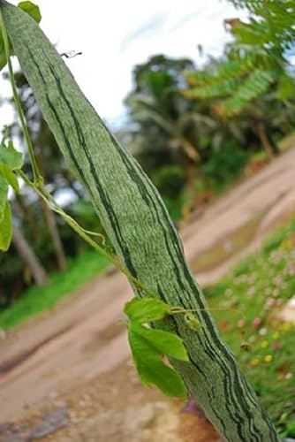 Schlangenhaargurke Snake Gourd Trichosanthes cucumerina Rarität 5 Samen