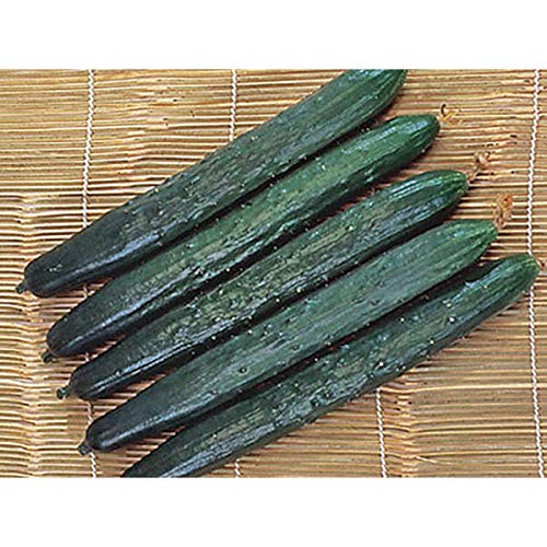 Seeds Germination Seeds : 40 Seeds : USA Japanese Tasty Green Long Burpless Cucumber 10-80 Seeds