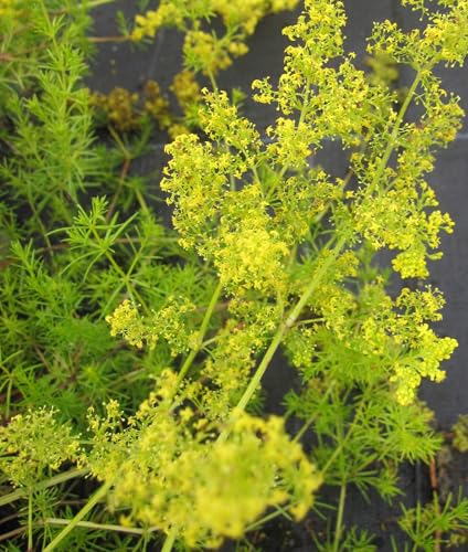 Echtes Labkraut - Galium verum - Liebkraut Verpackungseinheit 1