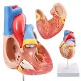 Menschliches Herz Modell Lebensgröße Medizinisches Herz Modell für Anatomie, 2-Teil Herz Modelle Anatomie