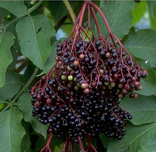 Holunder Haschberg, Sambucus nigra, großfrüchtige Holundersorte, 60-80cm, im Topf