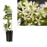 Sternjasmin (Trachelospermum jasminoides) 50–70 cm – Immergrün, Winterhart & Stark Duftend | Duftjasmin, Kletterpflanze