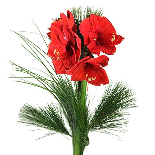 Echte rote Amaryllis - Großblütig - Dekoriert mit Kiefernzweig und feinen Gräsern - Inklusive Grußkarte # Weihnachten # Advent