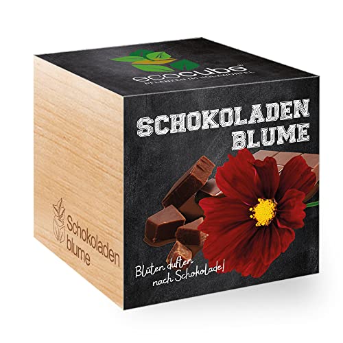 Feel Green 296251 Ecocube Schokoladenblume, Blüten Duften Nach Schokolade, Nachhaltige Geschenkidee (100% Eco Friendly), Grow Your Own/Anzuchtset, Pflanzen Im Holzwürfel, Made in Austria