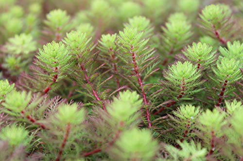 WASSERPFLANZEN WOLFF - Myriophyllum hippuroides - Tausendblatt - wasserreinigend - keine kleinen Stecklinge! - durchwurzelte Pflanzen! 2er Set