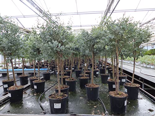 gruenwaren jakubik Eucalyptus Stamm Eukalyptusbaum, 90-120 cm, Pflanze winterhart