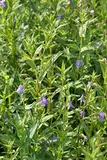 Wasserpflanzen Wolff - Mimulus ringens - Gauklerblume, violett