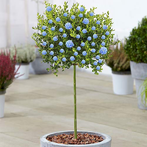 Gardener's Dream Ceanothus Victoria Baum - Immergrüne Zierbäume für Garten, Balkon oder als Terrassen Pflanzen, Winterhart, kalifornische Wild-Flieder (Säckelblume), 70-80 cm