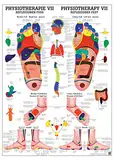 Ruediger Anatomie PHYS VII Reflexzonen Fuß Tafel, 50 cm x 70 cm, Papier