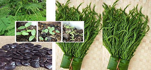 Generic Seeds Package: 15 Seeds Thai Cha-Om-, Senegalia Pennata from my Garden