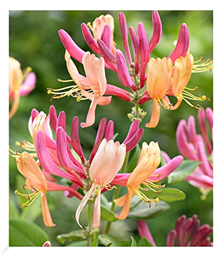 BALDUR Garten Geißblatt Goldflame 1 Pflanze, Lonicera heckrottii, winterhart, pflegeleicht, schnell wachsend,blühende Kletterpflanze, Lonicera heckrottii ‚Goldflame’