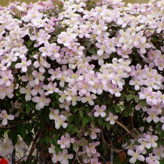 Clematis montana 'Rubens' - Mehrjährige Kletterpflanze