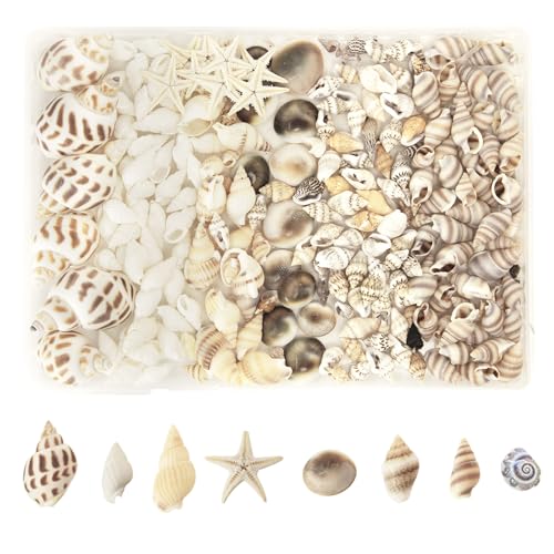 MoguGo 210 Stück Muscheln 8 Arten Muscheln zum Basteln Natürliche Muscheln Deko Muscheln Gemischt Ungebohrt für DIY Kunsthandwerk Handwerk Strand Vase Füllstoffe