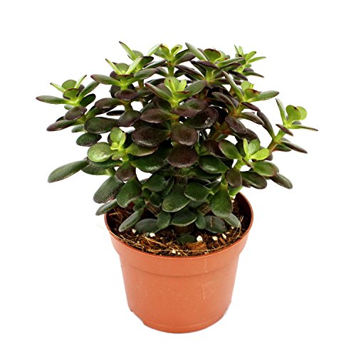 Exotenherz - Crassula portulacea minor - Pfennigbaum - große Pflanze im 12cm