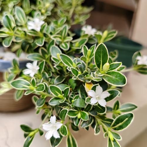 Serissa samen bonsai baum heckenpflanzen stauden balkonpflanzen exotische pflanzen blühende einfacher Anbau zierstrauch immergrüne kübelpflanze winterhart grünpflanzen Seltene Pflanzen 50pcs