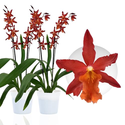 Echte Jumping Jack Orchideen, 2 große Zimmerpflanzen aus Holland, 30-40 cm hoch mit Blüten und duftend.(keine künstliche Orchidee, ohne Dünger und Topf, kein Samen und nicht winterhart)
