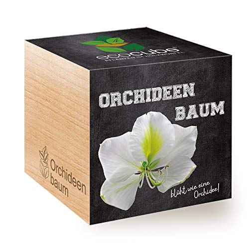 Feel Green Ecocube Orchideenbaum, Blüht Wie Eine Orchidee, Nachhaltige Geschenkidee (100% Eco Friendly), Grow Your Own/Anzuchtset, Pflanzen Im Holzwürfel, Made in Austria