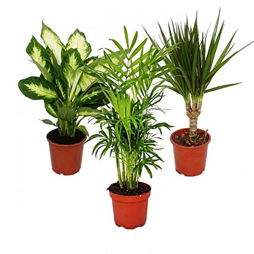 Exotenherz - Zimmerpflanzen-Mix II 3er Set, 1x Dieffenbachia, 1x Chamaedorea (Bergpalme) 1x Dracena marginata (Drachenbaum), 10-12cm Topf