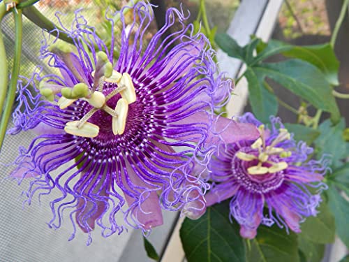 Winterharte Passionsblume Passiflora Incense ca. 30 cm - exotische Schönheit - mehrjährige Kletterpflanze