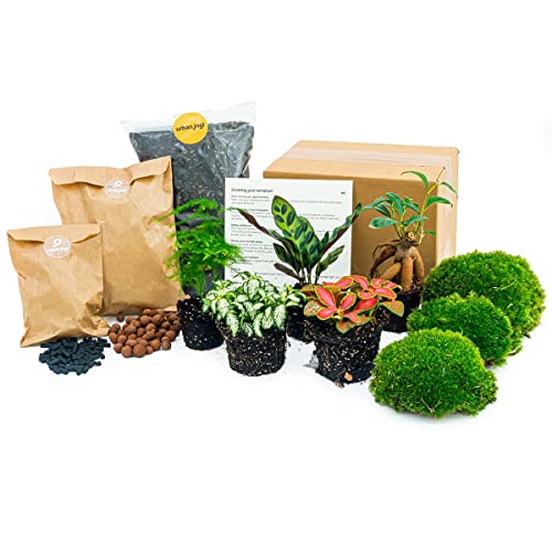 urbanjngl.com - Flaschengarten Paket - 5 Pflanzen - Calathea Lancifolia - Bonsai - Asparagus - Nachfüll & Starterpaket DIY - Pflanzenterrarium Nachfüllset - Pflanzen-Terrarium-Paket -