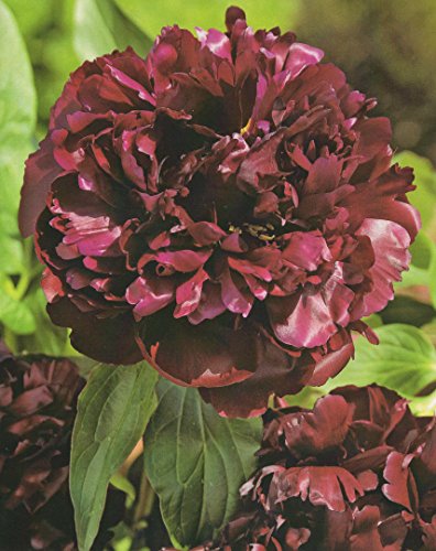 Pfingstrose Monsieur Martin Cahuzac Paeonia Lactiflora "1 Wurzelstück mit Augen" Rarität