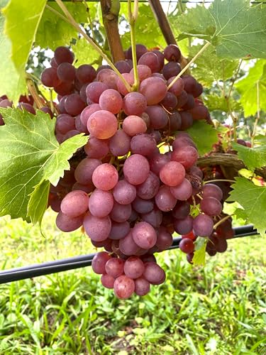 Lidi Tafeltraubenrebe | ertragreich & robust | Winterharte Rebsorte mit großen, roséfarbenen Trauben | Ideal für Garten, Balkon & Terrasse | 3-jährige getopfte Weinrebe mit Fruchtansatz