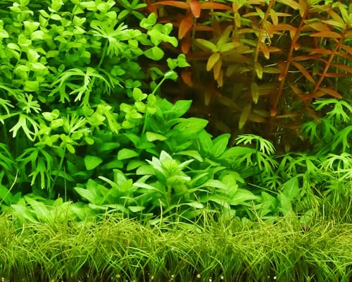Staurogyne repens - NatureHolic In-Vitro Aquarium Pflanze