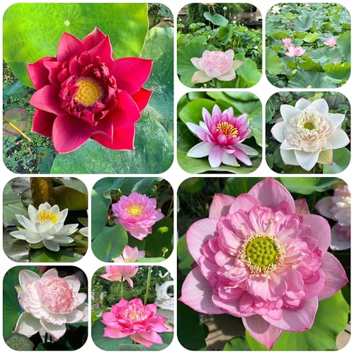 100 pcs Lotus Samen - winterharte pflanzen für garten, pflanzen kräuter samen, bonsai samen blumen balkon, lotusblume samen, blumen saatgut schalenlotus samen,