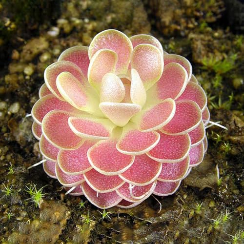 10 pcs fettkraut fleischfressende pflanze samen - Pinguicula vulgaris - blumengarten, extrem winterharte kübelpflanzen fettkraut samen balkon beet, blumen garten echte pflanzen, winterharte