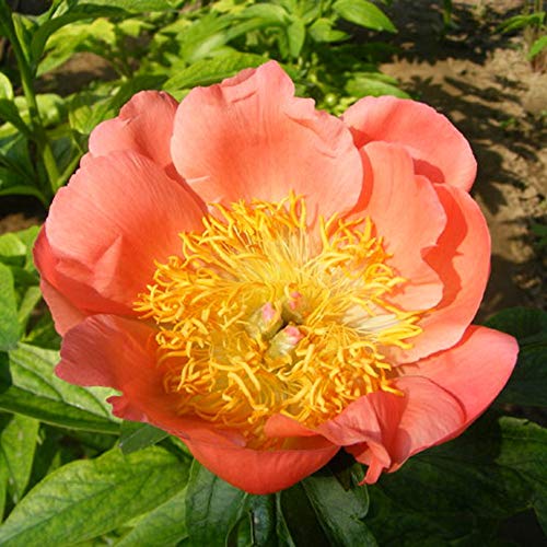 Pfingstrose Coral Charm Paeonia Lactiflora"1 Wurzelstück mit Augen" Rarität