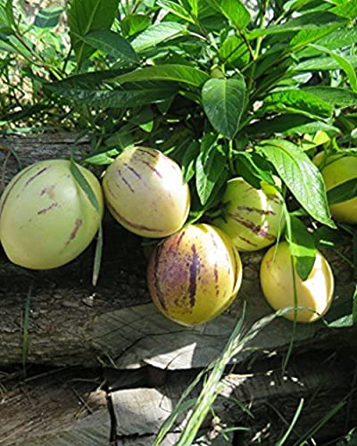 Solanum Pepino Gold 20-40 cm – Süße & Aromatische Melonenbirne | Exotische Fruchtpflanze für Garten & Balkon