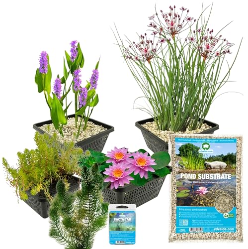 vdvelde.com - Teich Komplett Paket Rosa - S - 100-400 L - 15 pflanzen für 100-400 L - Schafft einen wartungsfreien Teich - Platzierung: -1 bis -100 cm