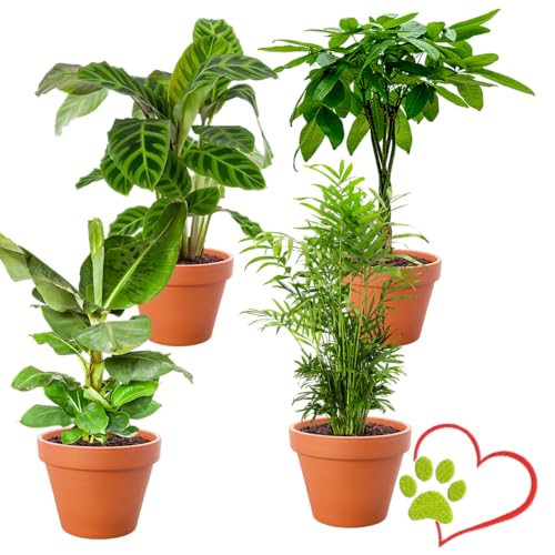 4er-Pflanzen-Set “Tierfreund”, +/- 30-60cm, ø 12-15cm Topf, Bergpalme, Glückskastanie, Bananenpflanze, Korbmarante, Ungiftig & Tierfreundlich, Qualität vom Pflanzen Profi, Schneller Pflanzenversand