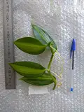 iegata, Vaniglia Planifolia, Orchid Plant, Vanilla Orchid pianta