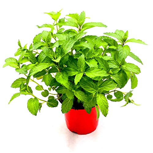 Schweizer Minze Mentha spicata"Swiss" Kräuterpfanze 2 stk.