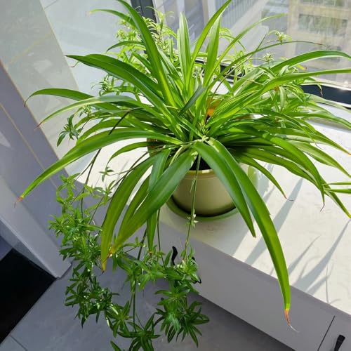 Grünlilie Samen, Chlorophytum comosum, zimmerbonsai bonsai Grünlilie Zimmerpflanze Samen, grünpflanzen, indoor plants immergrüne pflanzen winterhart luftreinigende zimmerpflanzen 100pcs