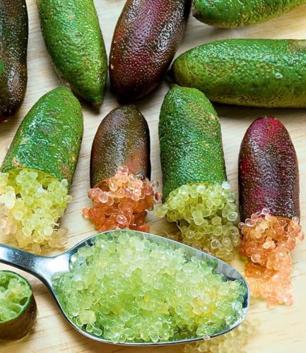 BALDUR Garten Kaviar-Limette,2 Pflanzen, fruchtfleisch sieht wie Kaviar aus, frisches & prickelndes Limettenaroma, exotische, immergrüne Zitruspflanze, trockenresistent