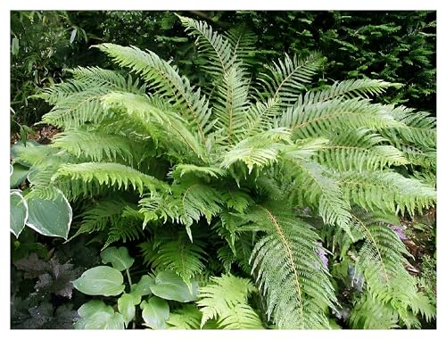 1 x Polystichum setiferum 'Herrenhausen' (Ziergras/Gräser/Farn/Winterhart/Wintergrün/Mehrjährig/Staude/Stauden) Filigranfarn - Perfekt für den Schatten und Halbschatten - von Stauden Gänge