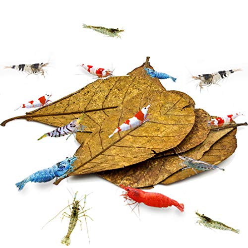 SunGrow 10 St Indischen Seemandelbaumblätter Aquarium, Mandelgarnelenblätter 10-18cm (Mittleres Katappa), Garnelenfutter Zubehör, Bieten Schutz & Nahrung, Zusätzliche Quelle der Nahrung