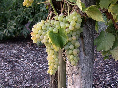 Vitis vinifera 'Solaris' 3L 80-100 Edelwein 'Solaris',winterhart, deutsche Baumschulqualität, im Topf für optimales anwachsen